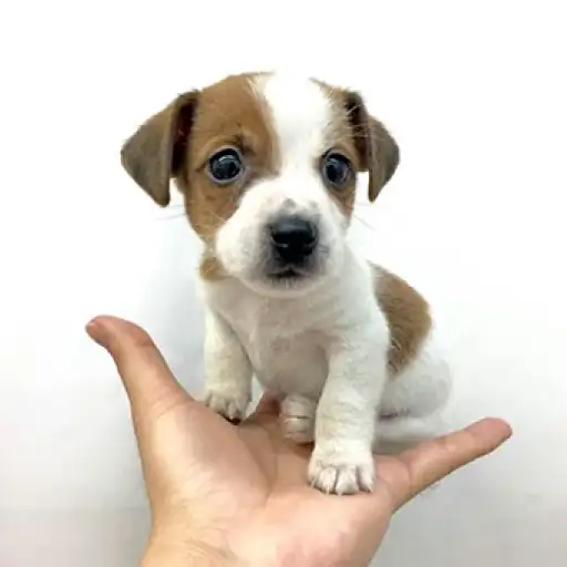 ジャックラッセルテリア