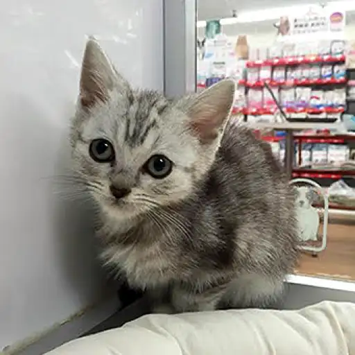 アメリカンショートヘア