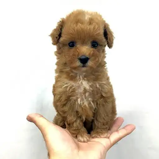 トイ・プードル