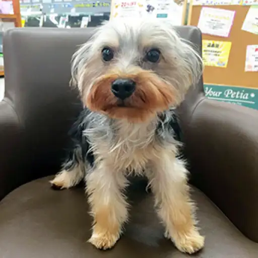 ヨークシャーテリア