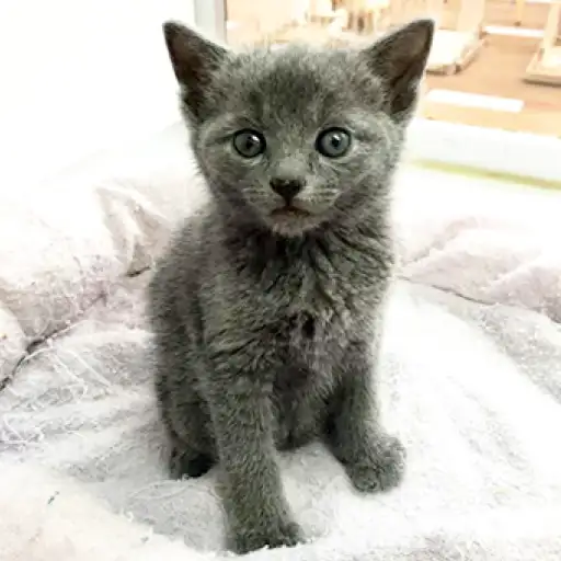 ロシアンブルー