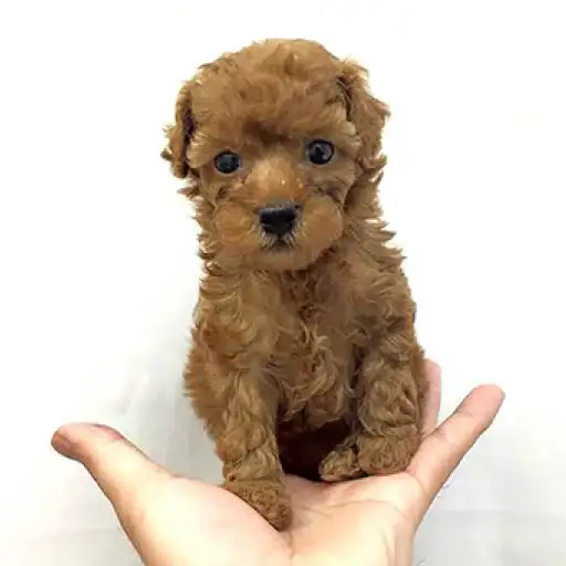 トイ・プードル