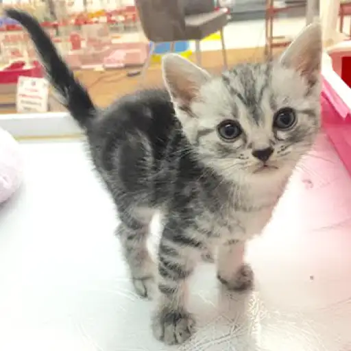 アメリカンショートヘア