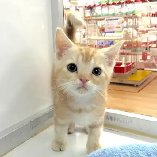 アメリカンショートヘア