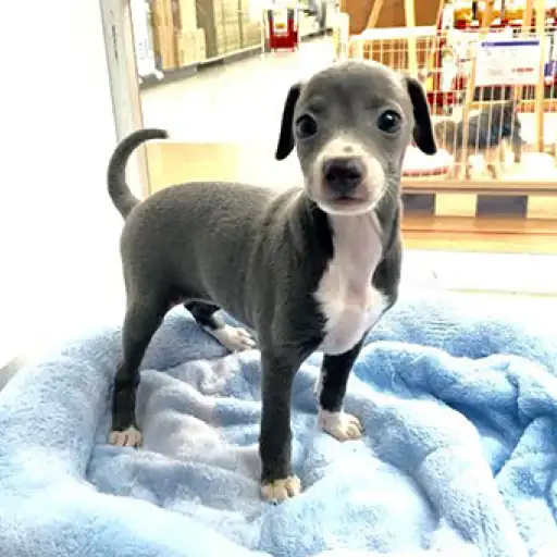 イタリアングレーハウンド