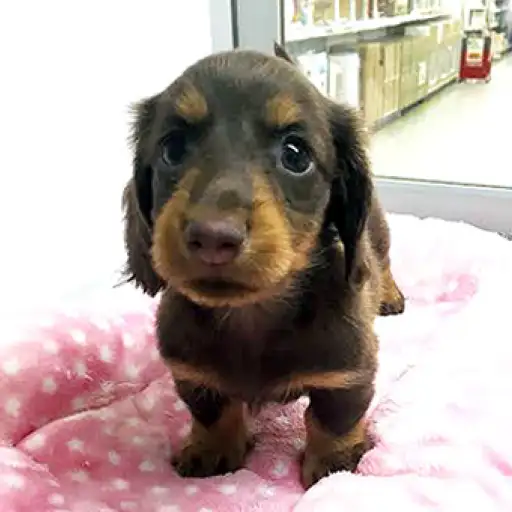 ミニチュア・ダックスフント