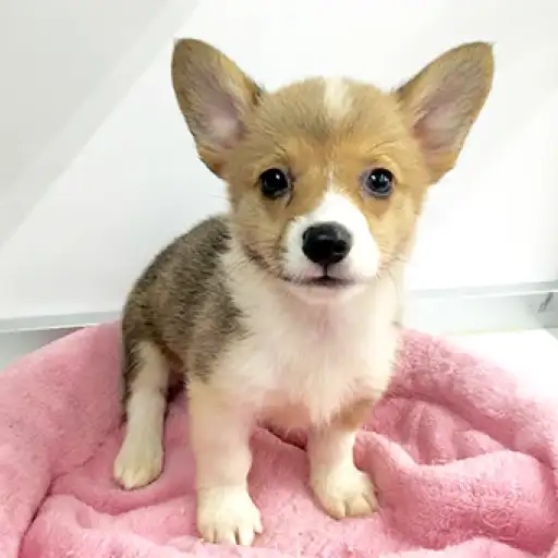 ウェルシュコーギーペンブローク