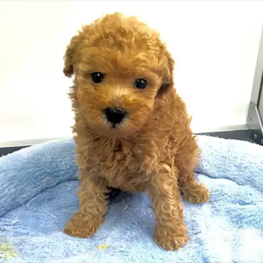 トイ・プードル