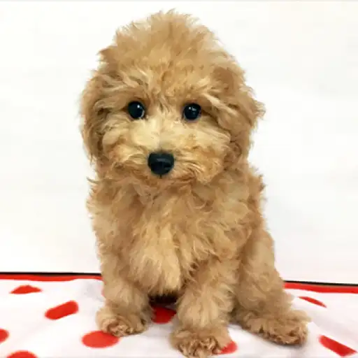 トイ・プードル