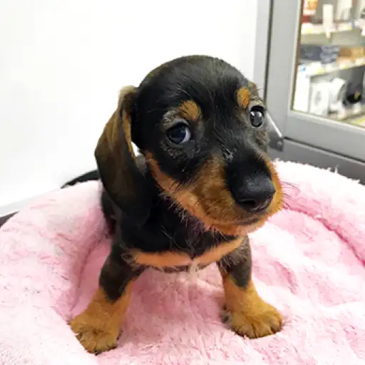 カニンヘン・ダックスフント