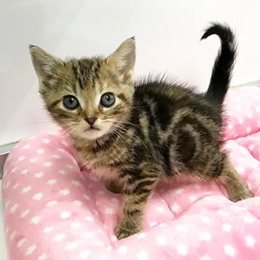 アメリカンショートヘア