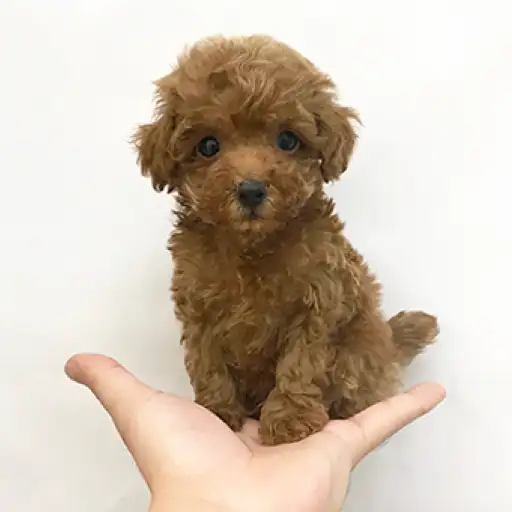 トイ・プードル