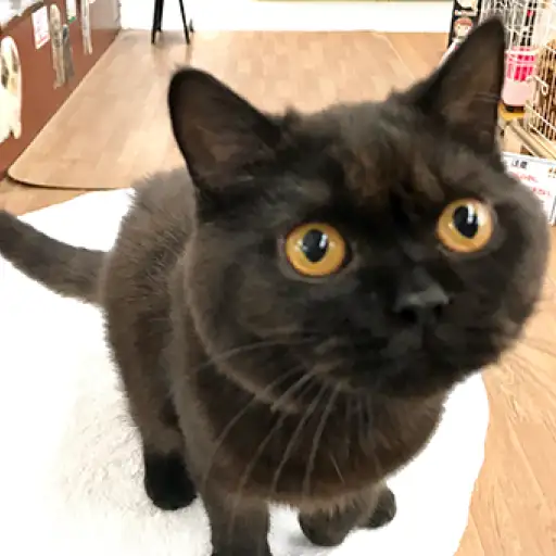 ブリティッシュショートヘア