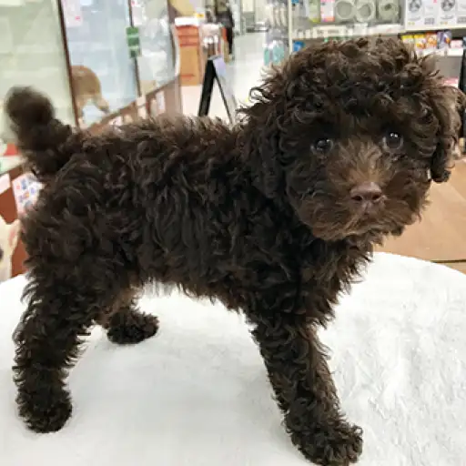 トイ・プードル