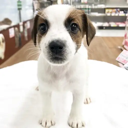 ジャックラッセルテリア