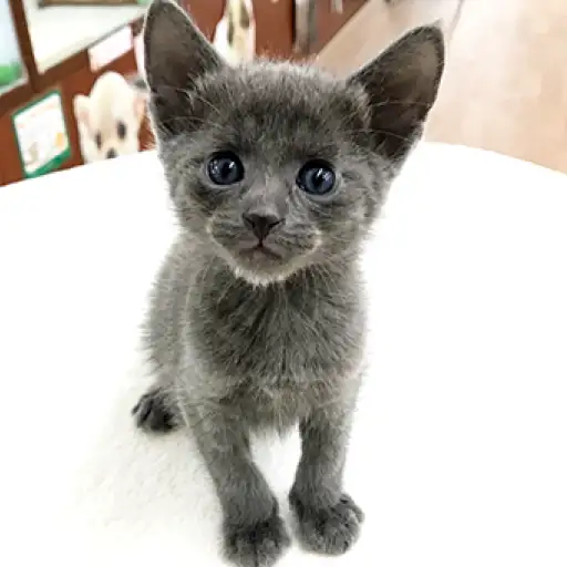 オリエンタルショートヘア