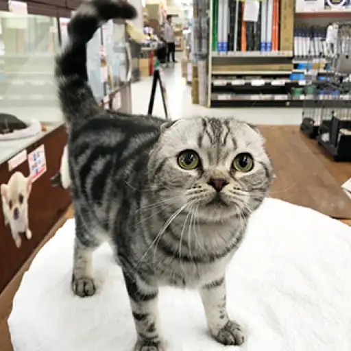 スコティッシュフォールド