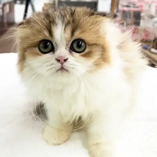 スコティッシュフォールド