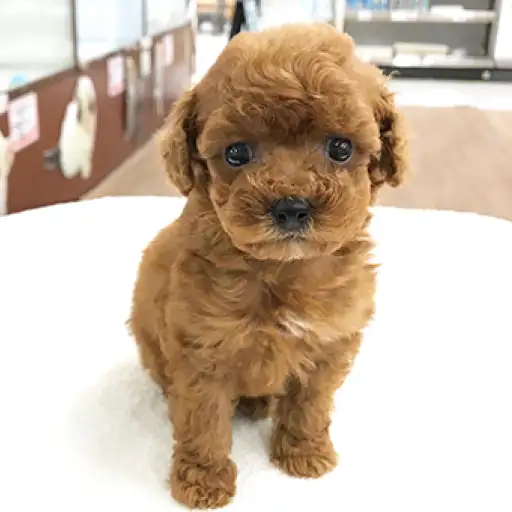 トイ・プードル