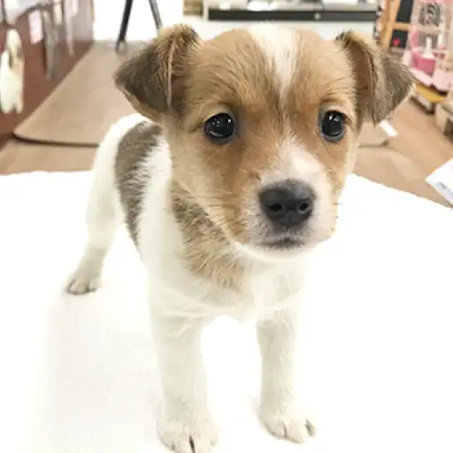 ジャックラッセルテリア