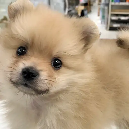 ポメラニアン