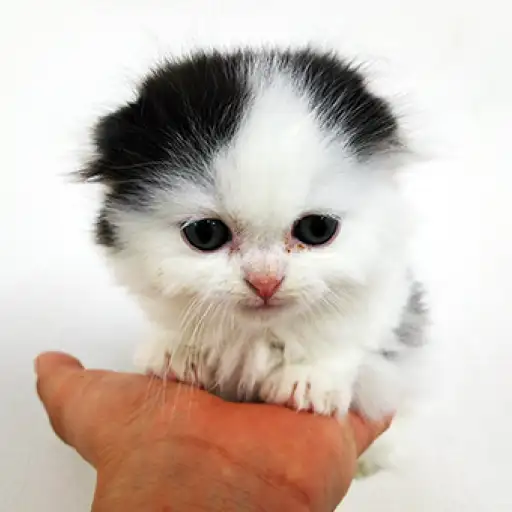 スコティッシュフォールド