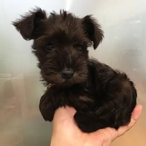 ミニチュア・シュナウザー