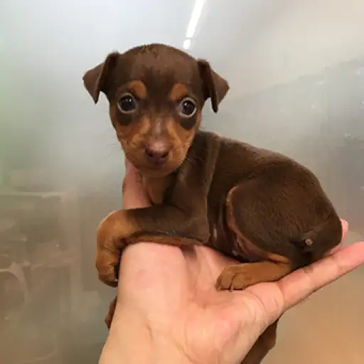 ミニチュア・ピンシャー