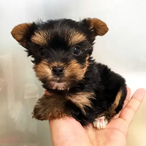 ヨークシャーテリア