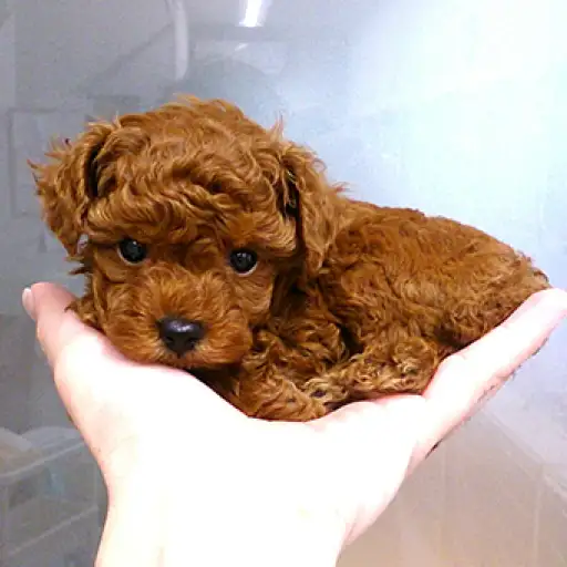 トイ・プードル