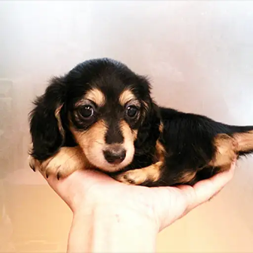 カニンヘン・ダックスフント