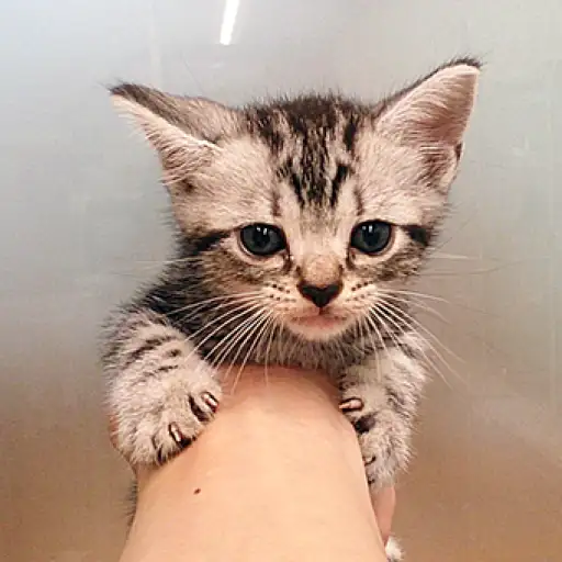 アメリカンショートヘア