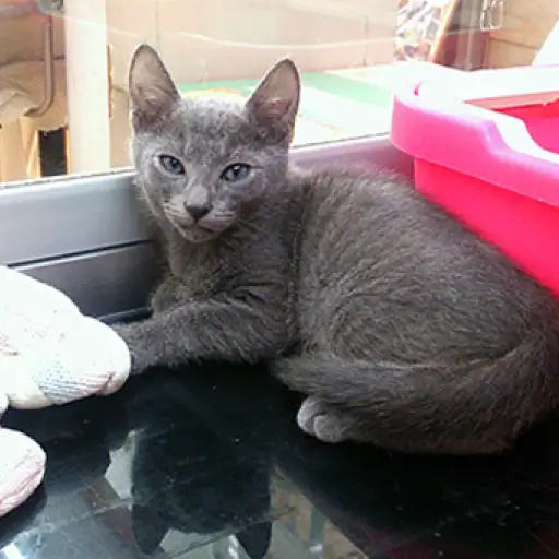 ロシアンブルー