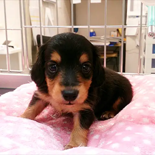 ミニチュア・ダックスフント