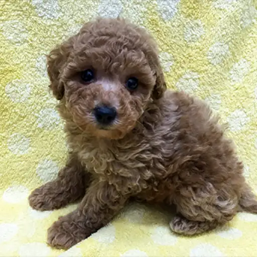 トイ・プードル