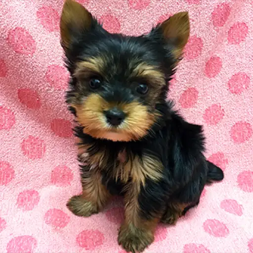 ヨークシャーテリア