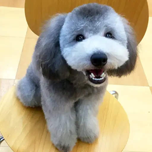 トイ・プードル