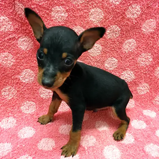 ミニチュア・ピンシャー