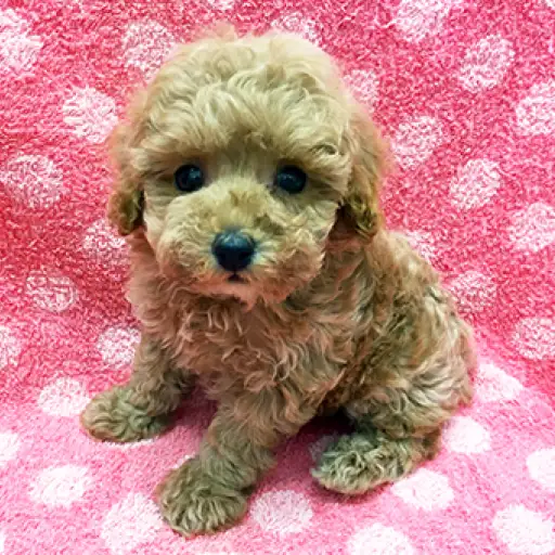 トイ・プードル