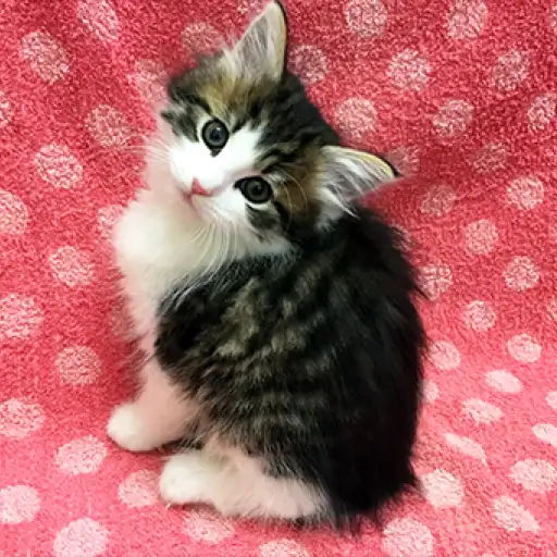 ノルウェージャンフォレストキャット