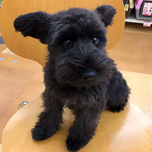 ミニチュア・シュナウザー