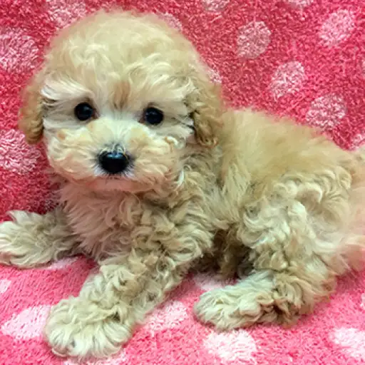 トイ・プードル