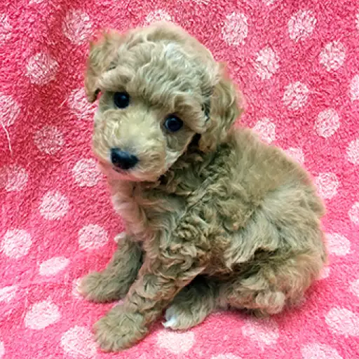 トイ・プードル