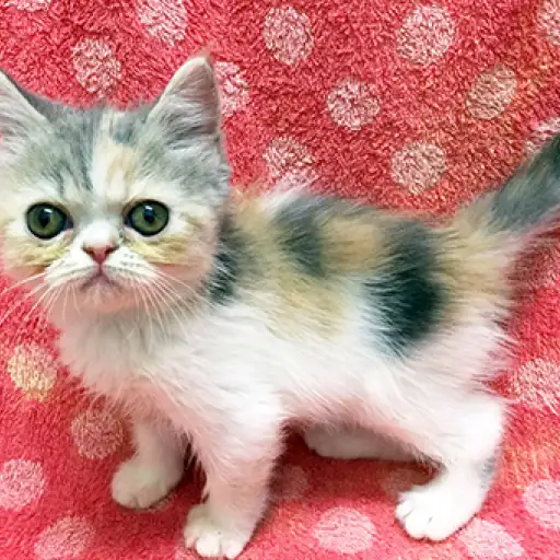 エキゾチックショートヘア