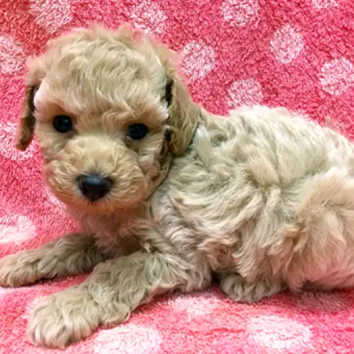 トイ・プードル