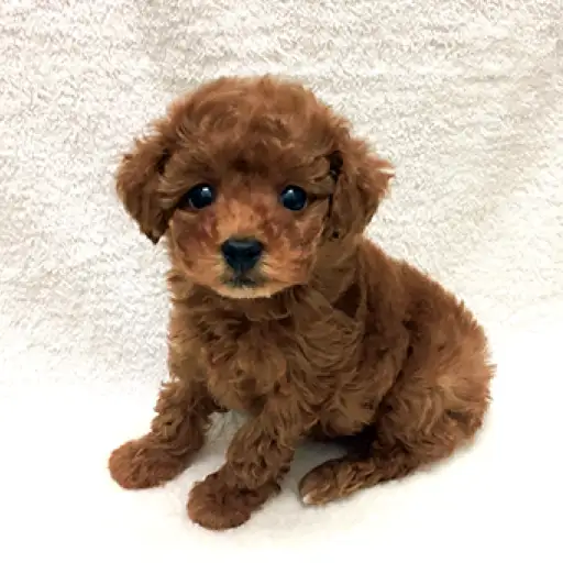 トイ・プードル