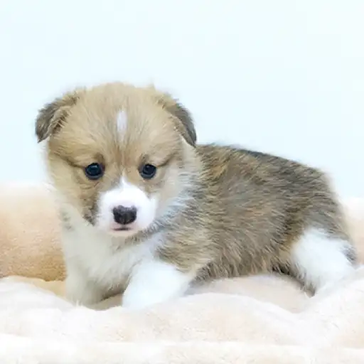 ウェルシュコーギーペンブローク