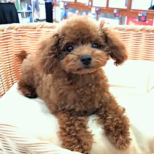 トイ・プードル