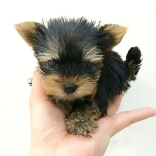 ヨークシャーテリア