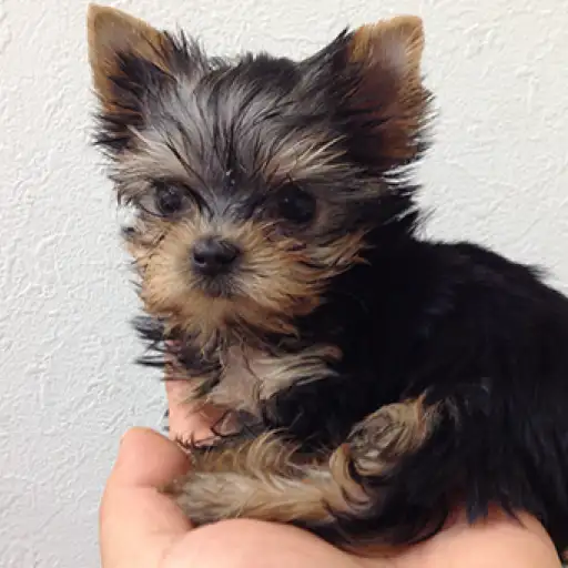 ヨークシャーテリア